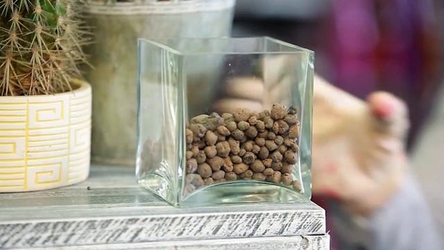 Зелёный дом: выращиваем кактус (эхинопсис) смотреть онлайн