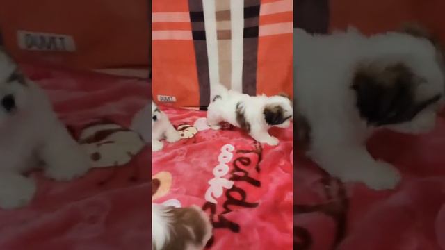 Щенки Ши-тцу 7 недель! 💞 Продажа! смотреть онлайн