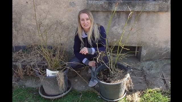 KANADSKÉ BORŮVKY: BRUSNICE CHOCHOLIČNATÁ: Vaccinium corymbosum: PĚSTOVÁNÍ, PĚSTOVÁNÍ V PŮDĚ/V NÁDOB смотреть онлайн