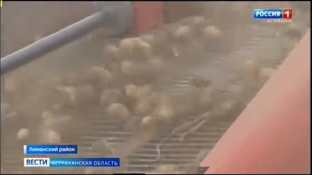 Россельхознадзор проверил астраханские картофельные поля.mp4 смотреть онлайн