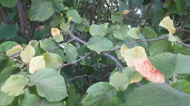 Куст Лещины( лесной орех).Воронежская область. смотреть онлайн