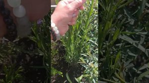 Ива Нана, черенкование и темп роста.