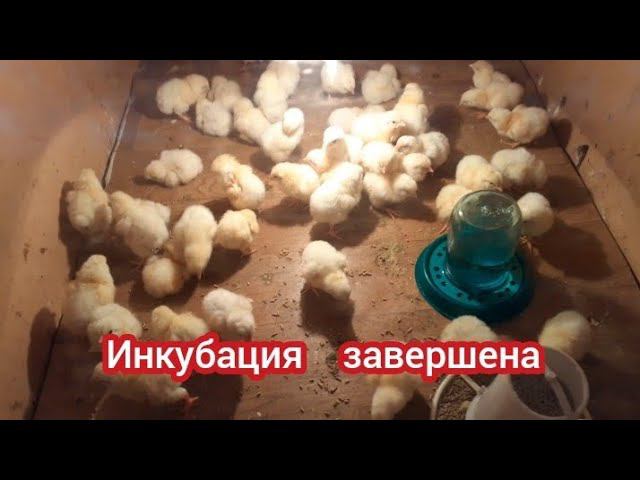 Инкубация завершилась... подводим итог... смотреть онлайн