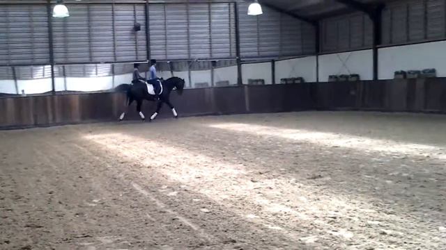 LAM Sorrento 3 yrs stallion 2 of 2 смотреть онлайн