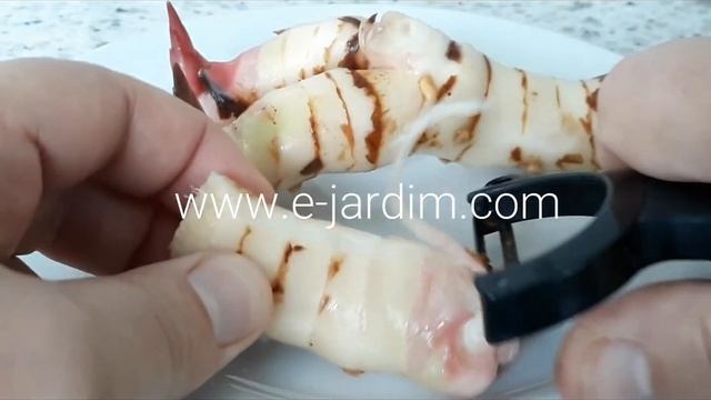Galangal Ou Gengibre-tailandês (Alpinia Galanga)