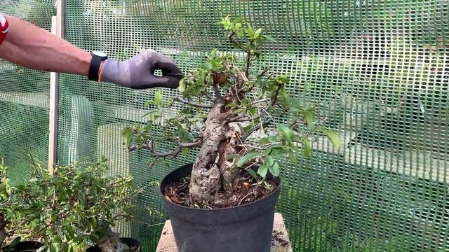 Tricks Growing Pyracantha Bonsai смотреть онлайн