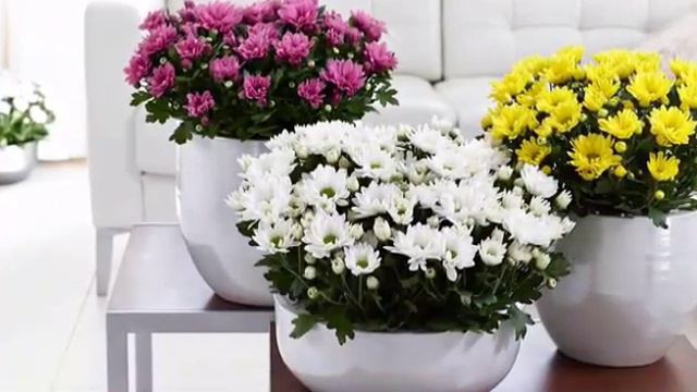 ТУВАКДА ХРИЗАНТЕМА ГУЛИНИ УСТИРИШ смотреть онлайн