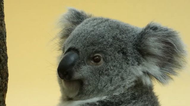 Zoo Schönbrunn Koala (Phascolarctos cinereus) – Panasonic Lumix DC-FZ 82 Superzoom смотреть онлайн