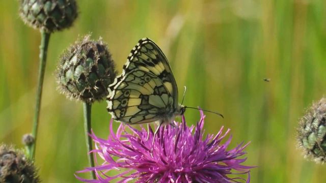 Melanagria galathea - marbled white - okáč bojínkový смотреть онлайн