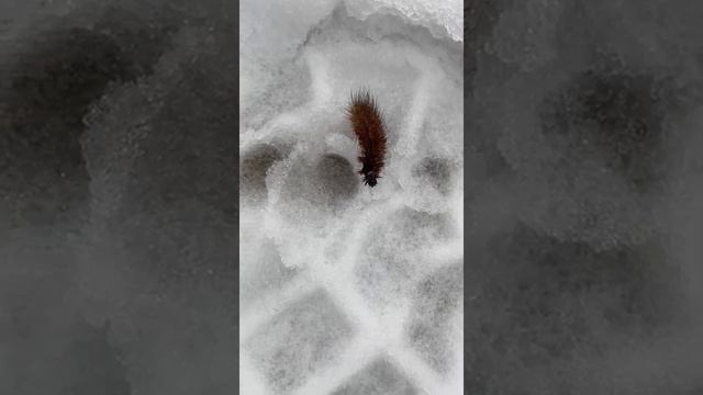 меховая гусеница на снегу. природная аномалия. смотреть онлайн