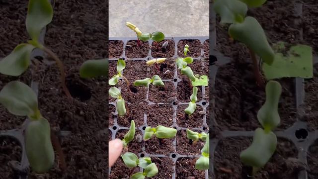 Sunflower seed update! The germination ration rate was good & fast. #seedstarting #sunflowers смотреть онлайн