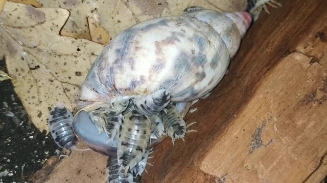 Мокрички в улиководстве. #тропическиемокрицы#мокрицы#улитки