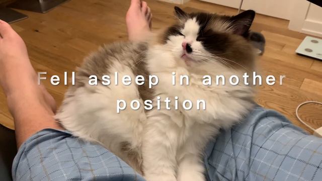 Super Clingy Ragdoll Ever!! | Meow meow |【Ragdoll Chocolate Chip' s Daily Life 🐱 】D7 смотреть онлайн