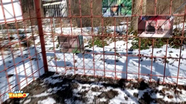 Приют для медведей Домажир | Медведи 2021 |Alex Turo смотреть онлайн