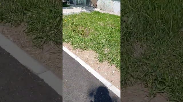ПРАНК-ДИАЛОГ смотреть онлайн