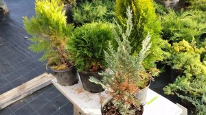 у туя сохнет хвой в внутри .что надо сделать и чем подкормить.