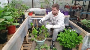 Гортензия крупнолистная. Когда укрывать на зиму?