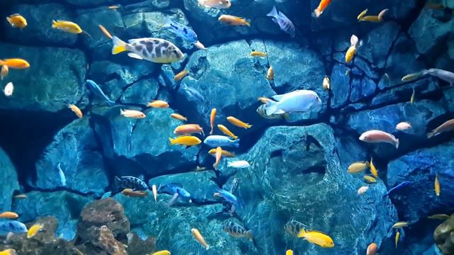 Океанариум Москва 1 смотреть онлайн