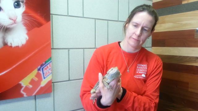 ARL Boston Rescue Saves Bearded Dragon смотреть онлайн