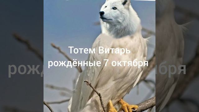 Тотем Витарь рождённые 7 октября смотреть онлайн