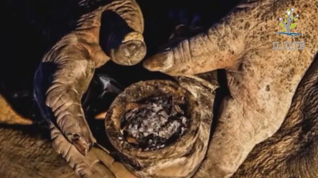 Рекорды гиннеса 2014. Книга рекордов гиннеса. Мировые рекорды смотреть онлайн