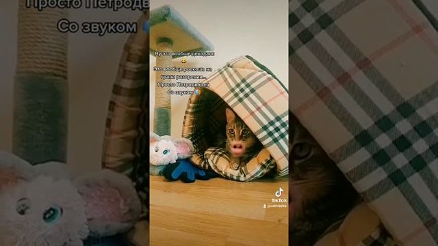 ?Ну это вообще декаданс Ну это вообще роскошь на грани разорения?Просто Петродворец ?Прикол кот смотреть онлайн