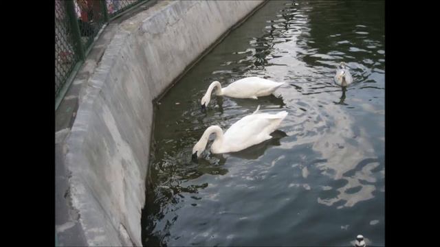 московский зоопарк смотреть онлайн