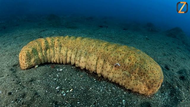 Морской огурец - интересные факты смотреть онлайн