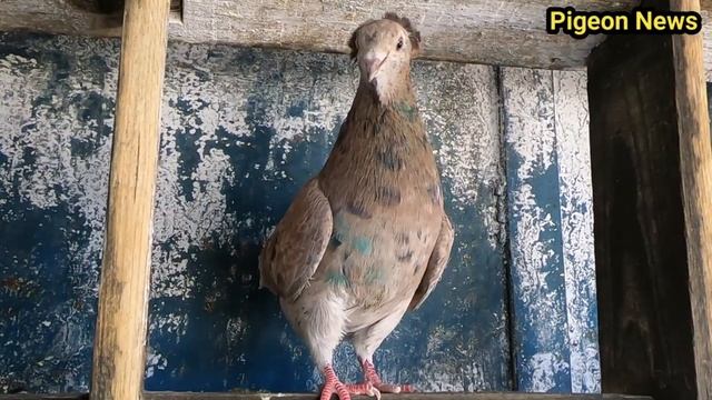 Как должен выглядеть настоящий Бакинскии мраморный Голубь