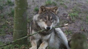 ЖИВОТНЫЕ ТАЙГИ. КТО ОБИТАЕТ В ТАЙГЕ?