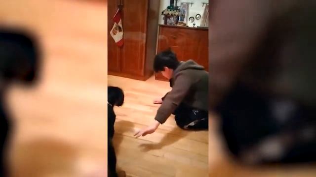 Учим СОБАКУ команде нельзя смотреть онлайн