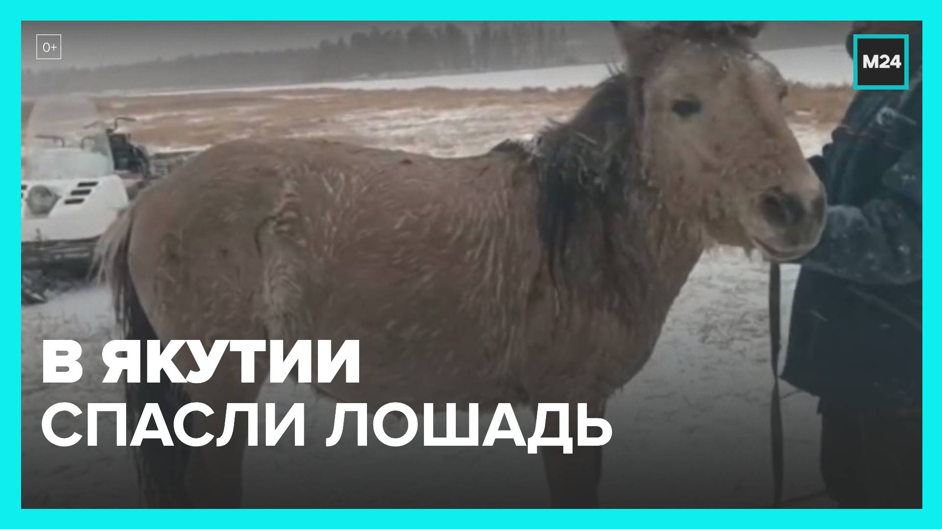Коневоды спасли лошадь, которая провалилась под лед в Якутии - Москва 24 смотреть онлайн