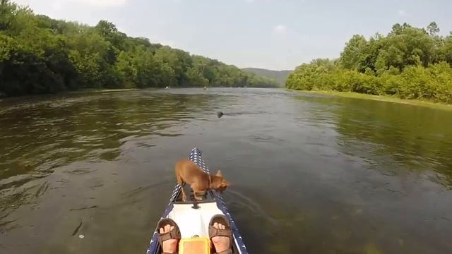 Tater Tot the World's ONLY Swimming Chihuahua on a Raptor River Run смотреть онлайн