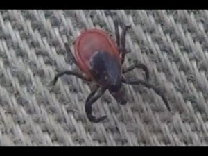 САМКА Энцефалитный КЛЕЩ С КРАСНЫМ БРЮШКОМ - Это Вырезка из фильма ВСЕ О КЛЕЩАХ ссылка в Описании