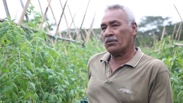 Asaeli's story-Tomato- Integrating protected cropping systems in Fiji - ACIAR смотреть онлайн