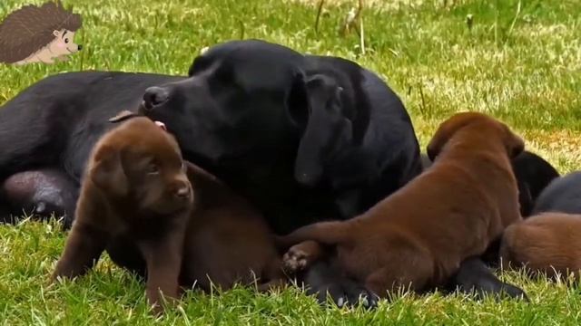 ВЕСЕЛАЯ ФЕРМА - ЗВУКИ ЖИВОТНЫХ - СВИНЯ, СОБАКА, КОРОВА, ОБЕЗЬЯНА, УТКА смотреть онлайн