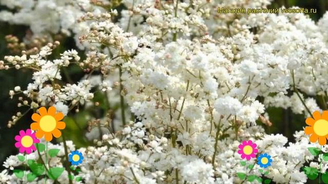 Лабазник обыкновенный Плена. Краткий обзор, описание характеристик filipendula vulgaris Plena смотреть онлайн
