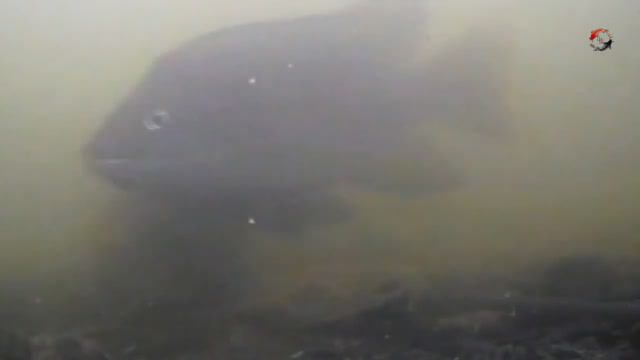 Вечерняя и Ночная рыбалка на _Тёплой_. Ловля тиляпии и сомика Fishing angeln pesca câu cá memancing смотреть онлайн