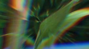 KAMPELİYA ZANONİYA HAQQINDA MƏLUMAT | XƏDİCƏ ƏHMƏDOVA