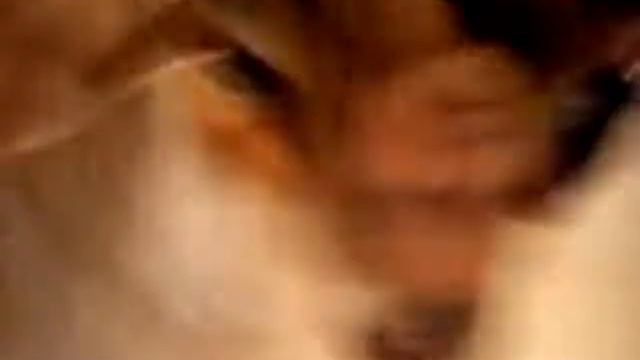 Ночуют смотреть онлайн