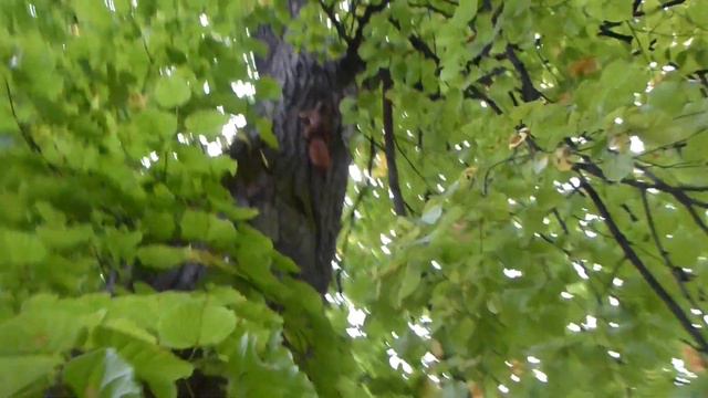 Белки бегают друг за другом