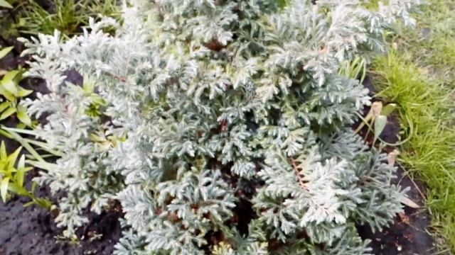 Хвойные растения в моем саду ,с комментариями #хвойные #растения #обозрение #май2020 смотреть онлайн