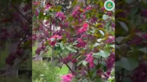 Яблоня декоративная Роялти, Рудольф, Скарлет, Хелена