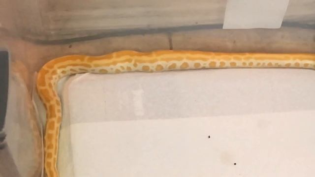Burmese Python Growth Time lapse (Week 1) смотреть онлайн