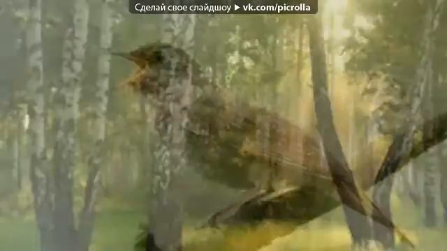 Река,пение птиц мелодия - релакс смотреть онлайн