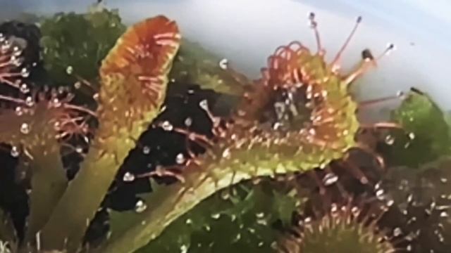 Drosera Capillaris Sundew Timelapse Feeding 2021 смотреть онлайн