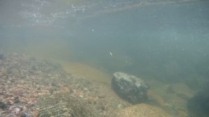 ?Весной хариус поднимается вверх по реке к местам нерестилищ...