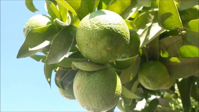 #Цитрусовые и #пассифлора.#Ашдод.#Израиль. смотреть онлайн