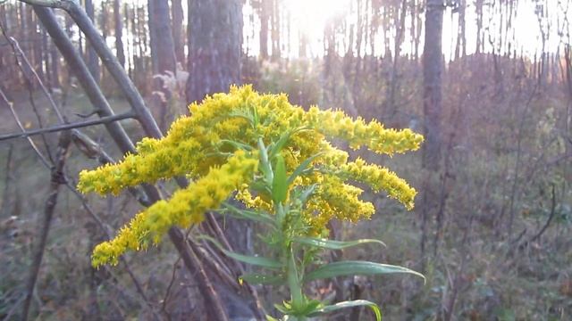 Это ли не Чудо? Золотарник зацвёл в октябре!!!