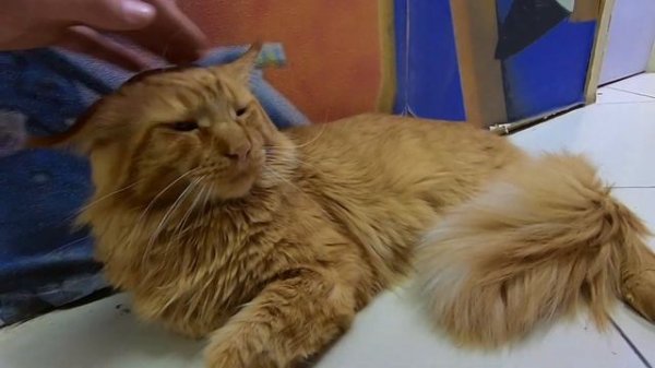 СТРАНА ЕНОТИЯ МИНСК, КОНТАКНЫЙ ЗООПАРК Минск Sitniki #sitnik #gomel #contactzoo #belarus